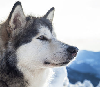 Preparing For The Winter Storm: Advice For Pet Owners