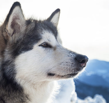 Preparing For The Winter Storm: Advice For Pet Owners
