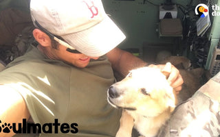 Puppy Is SO Happy To Reunite With Her Soldier Dad