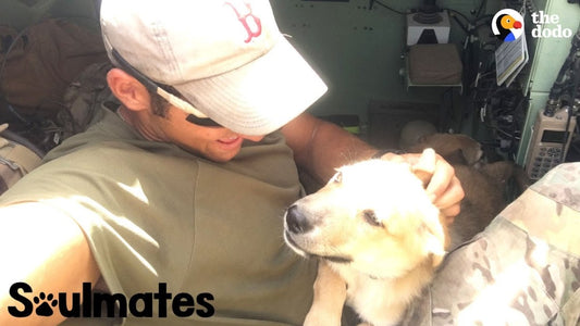 Puppy Is SO Happy To Reunite With Her Soldier Dad