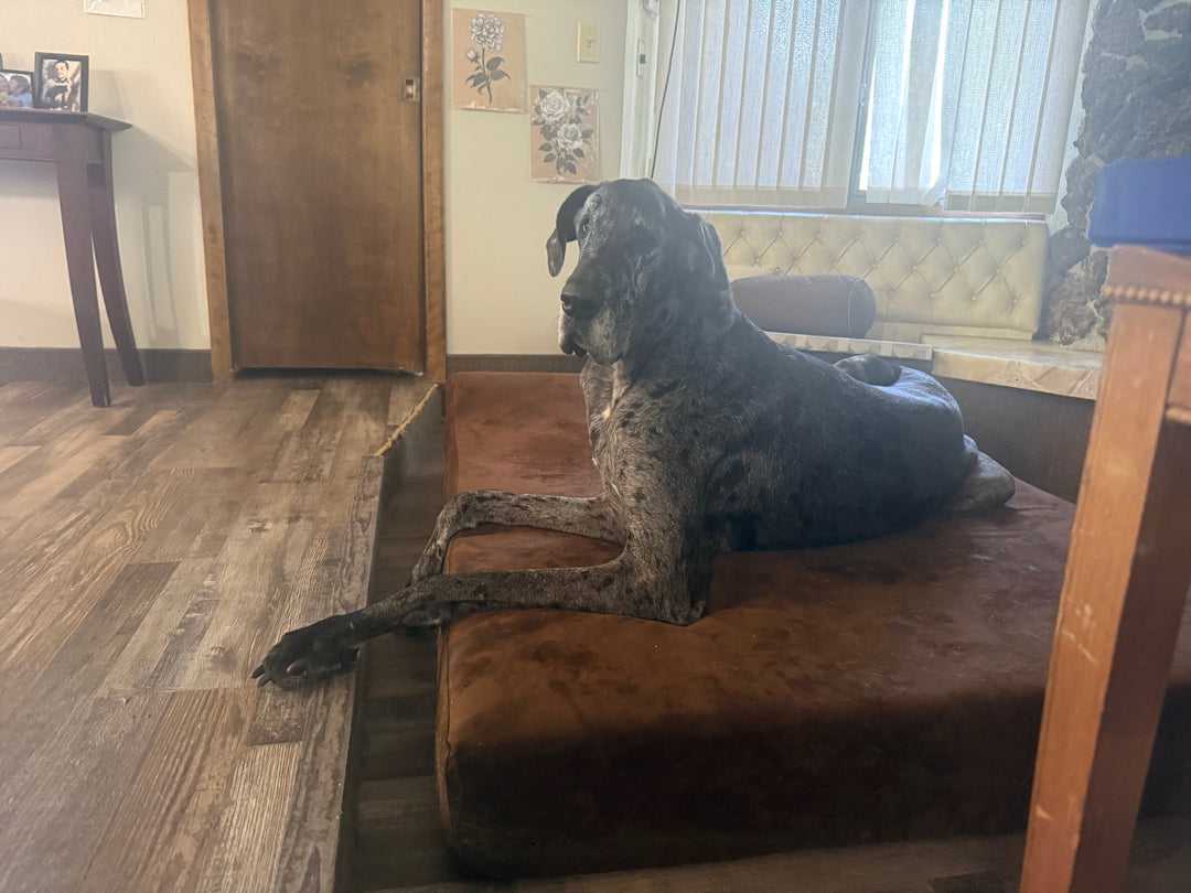 Reggie, the world's largest dog, sitting on a barker bed in a living room