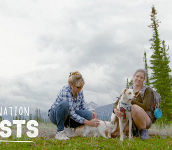 Rescue Dog Takes Her Cat Sibling on All Her Adventures