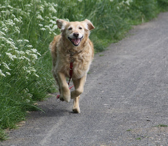 How Elbow Dysplasia May Be Affecting Your Dog