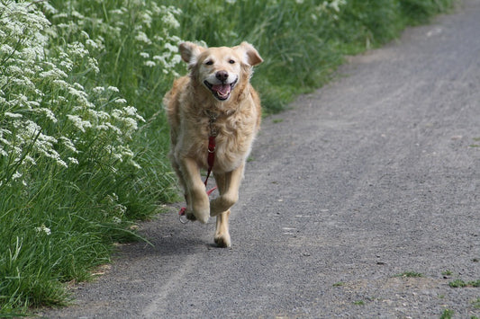 How Elbow Dysplasia May Be Affecting Your Dog