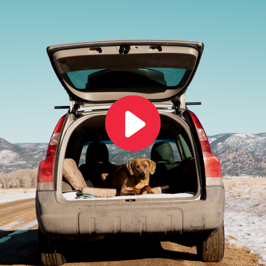 The Backseat Barker: The “Must-have for Any Travelin’ Dog"