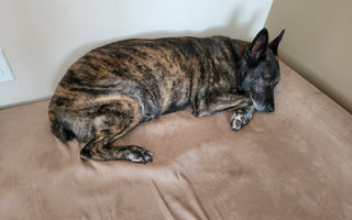 2024 Paws of Honor Update: K9 Ronnie