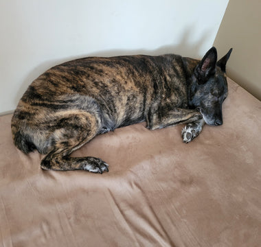 2024 Paws of Honor Update: K9 Ronnie