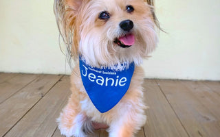 Meet the Three-Legged Therapy Dog Helping to Heal Others