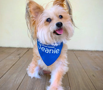 Meet the Three-Legged Therapy Dog Helping to Heal Others
