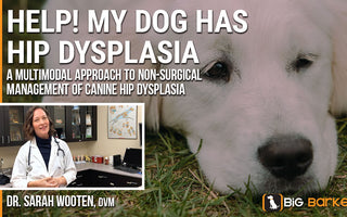 Help! My Dog Has Hip Dysplasia