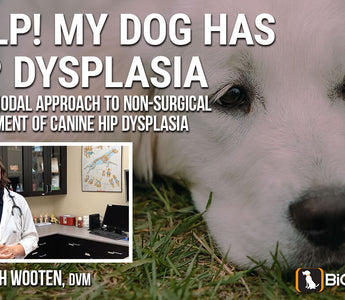 Help! My Dog Has Hip Dysplasia