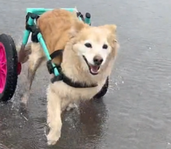 Senior Dog Refuses to Slow Down Her Zoomies Even in a Wheelchair