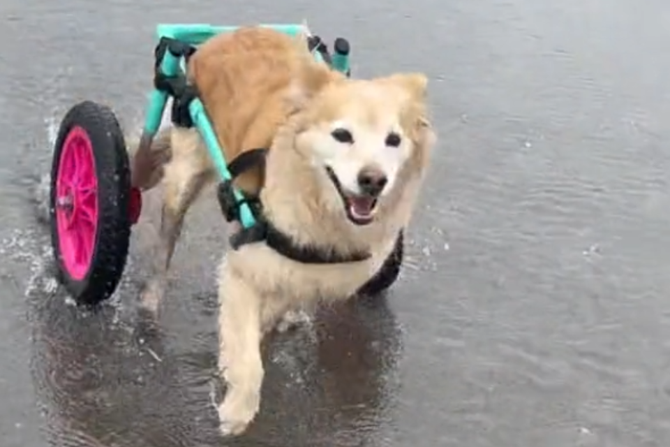 Senior Dog Refuses to Slow Down Her Zoomies Even in a Wheelchair