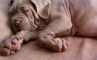VIDEO CONTEST: Calling All Snorers, Droolers and Dreamers!