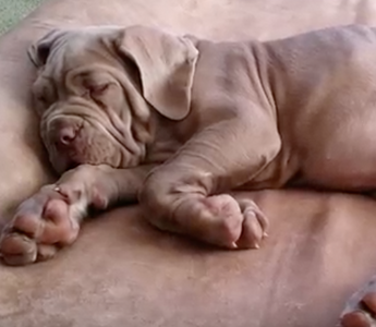 VIDEO CONTEST: Calling All Snorers, Droolers and Dreamers!