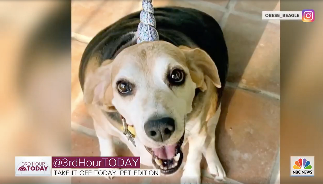 Is that a Big Barker bed? ...on THE TODAY SHOW!?