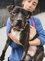 Big Barker’s Sponsored Adoption Program