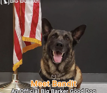 Meet K-9 Bandit: A Hero and Official Good Dog