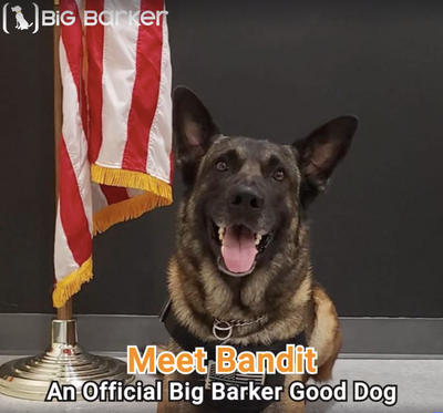 Meet K-9 Bandit: A Hero and Official Good Dog