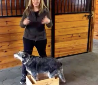 Doggy Brain Games: Part 3