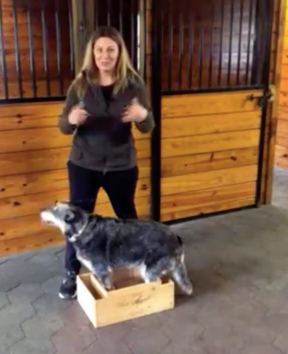 Doggy Brain Games: Part 3