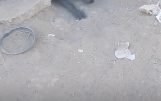 Mama Dog Leads Rescuers to Her Babies