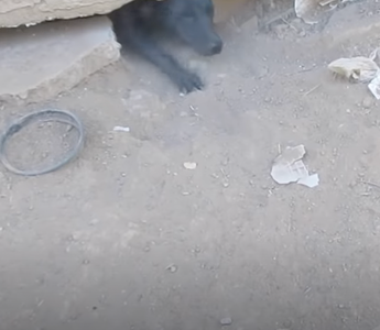 Mama Dog Leads Rescuers to Her Babies