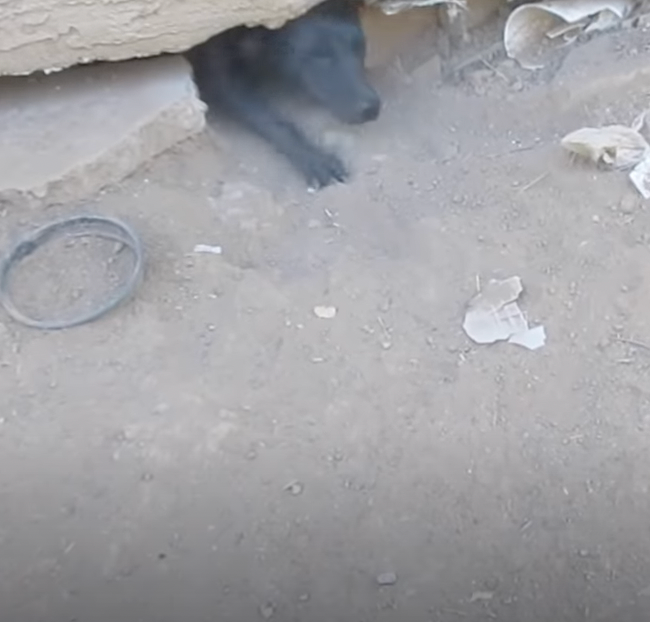 Mama Dog Leads Rescuers to Her Babies