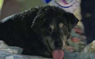Arlington Family Finds Missing Dog in Storm Drain