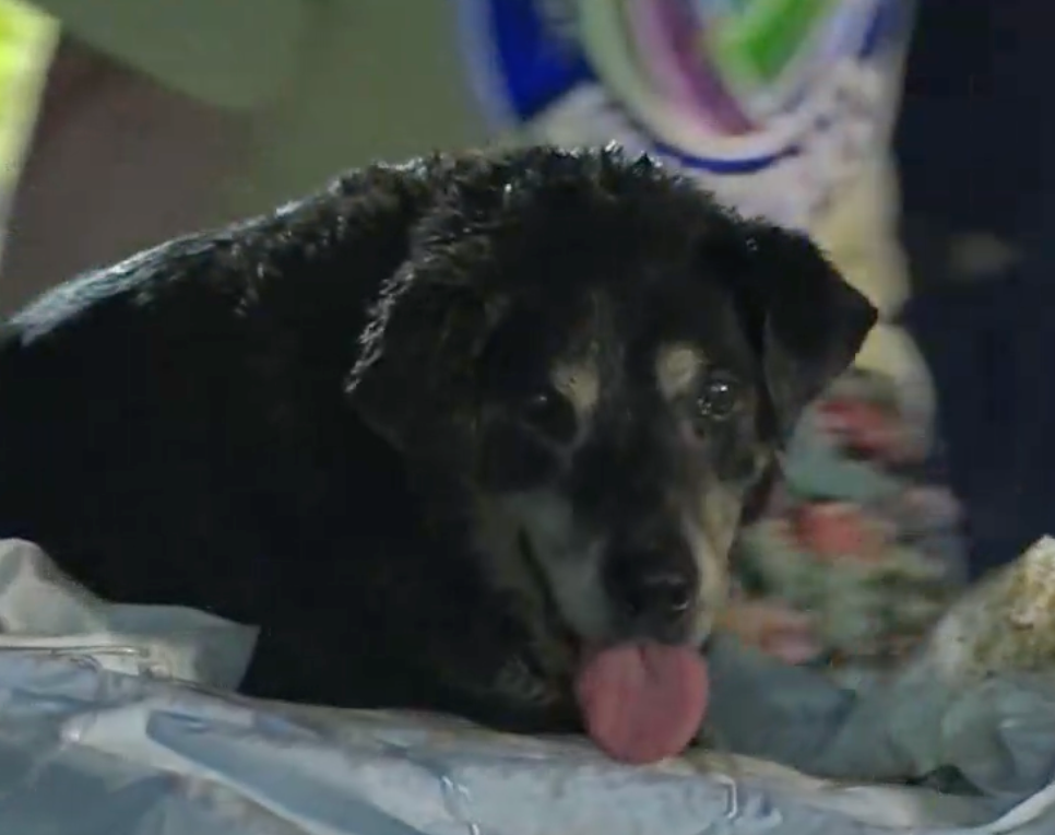 Arlington Family Finds Missing Dog in Storm Drain