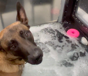 Physical Therapy for Dog's Injuries