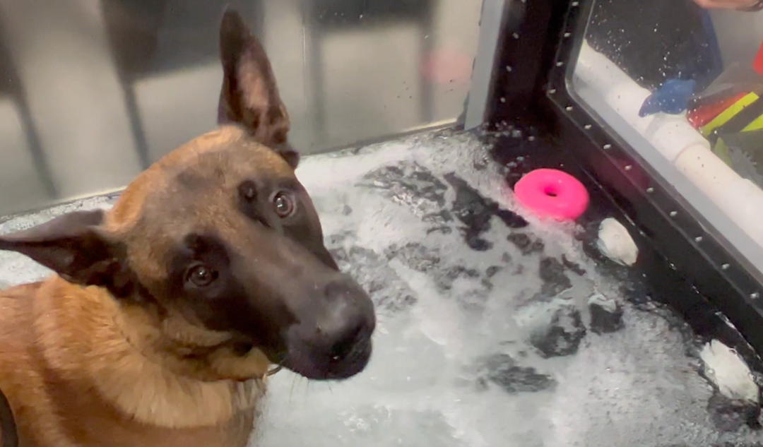 Physical Therapy for Dog's Injuries