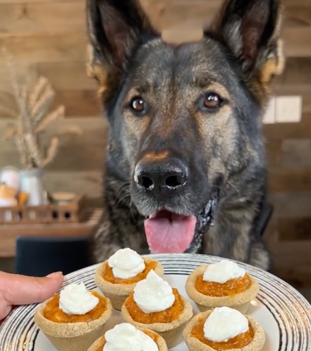 Mini Pumpkin Pies for Dogs