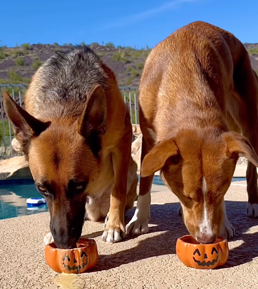 Healthy Dog Friendly Pumpkin Spice Latte!