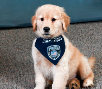 Millie The Comfort Dog Joins Mundelein Police Department