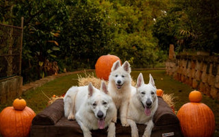 Halloween Costume Contest Winners 2023