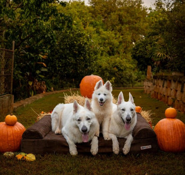 Halloween Costume Contest Winners 2023