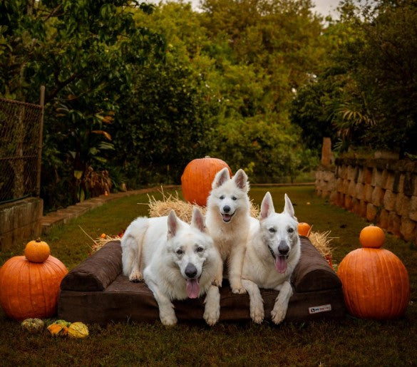 Halloween Costume Contest Winners 2023