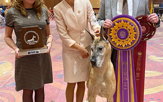 Big Barker Goes to the Great Dane Nationals with the Great Dane Club of America