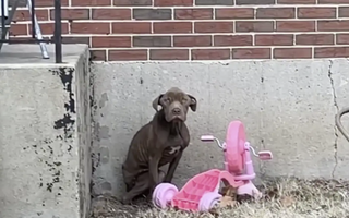 Stray Dog Finds Comfort in Rescuer's Embrace