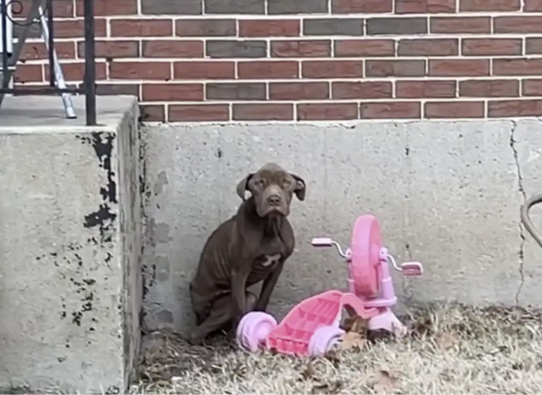 Stray Dog Finds Comfort in Rescuer's Embrace