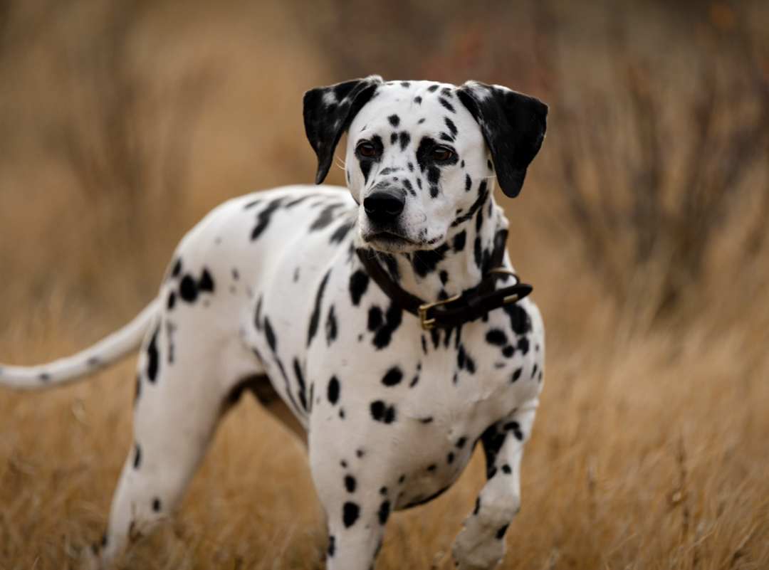 Spring into Fitness: Exercise Tips for Your Big Dog