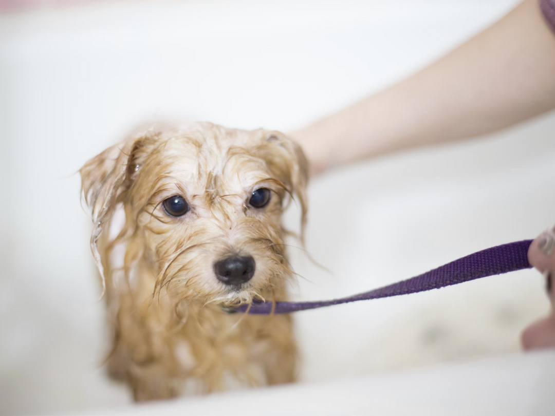 DIY Dog Grooming Tips for Beginners