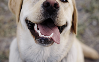 The 5 Pillars to Keep Your Dog's Joints Healthy