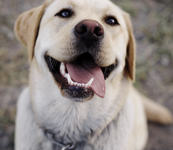 The 5 Pillars to Keep Your Dog's Joints Healthy