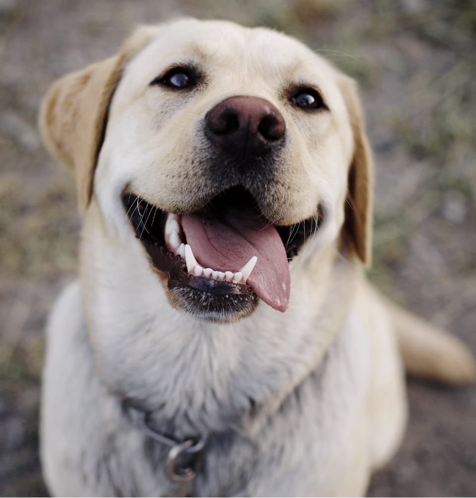 The 5 Pillars to Keep Your Dog's Joints Healthy