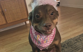 A Pawsome Celebration: The Heartwarming Surprise Birthday Party for a Grateful Pup