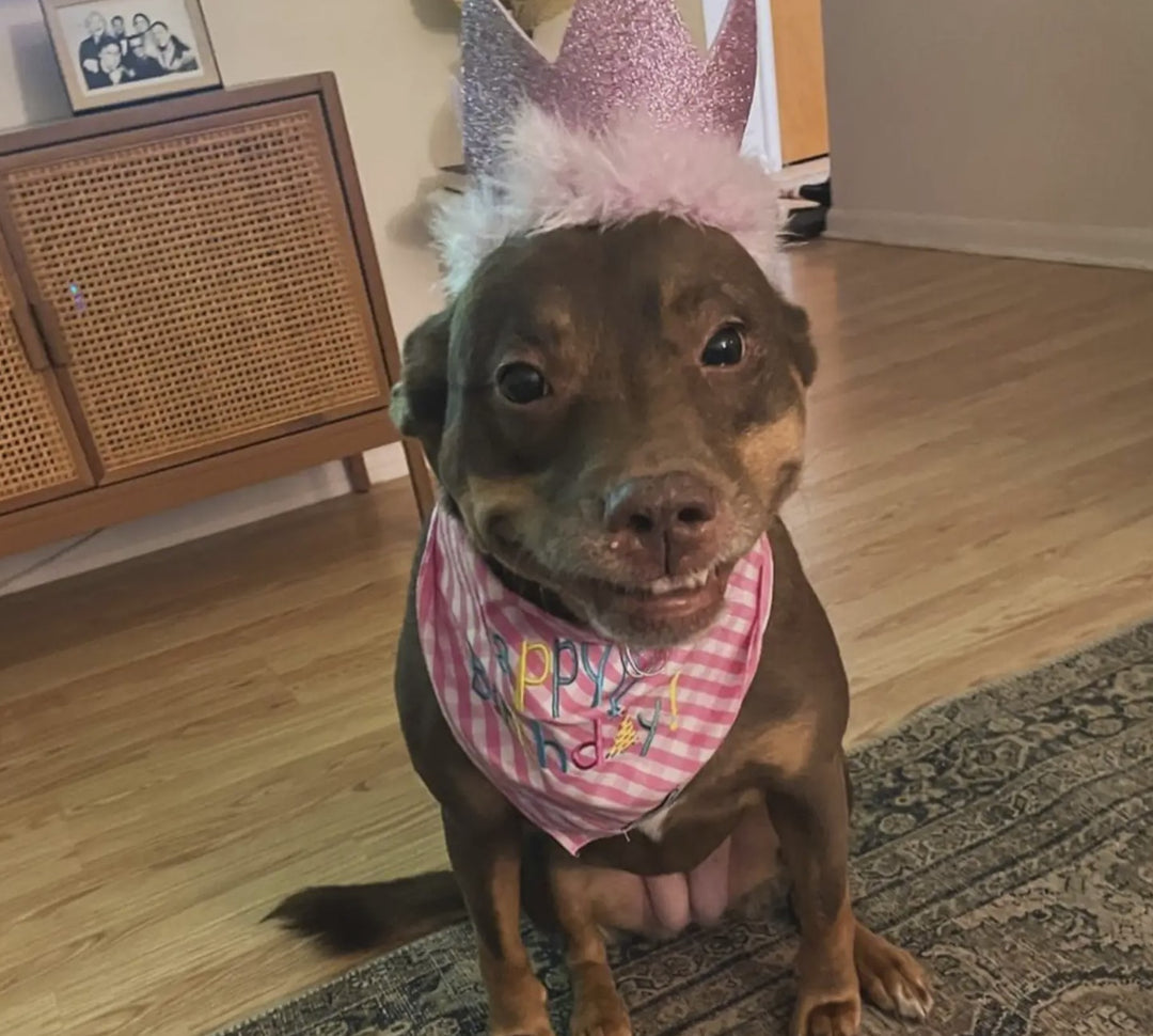 A Pawsome Celebration: The Heartwarming Surprise Birthday Party for a Grateful Pup