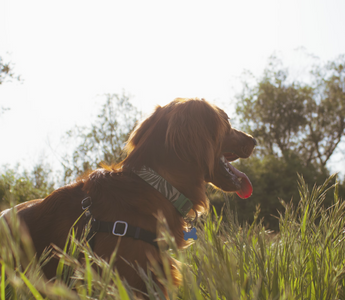 Fun Spring Games for Dogs
