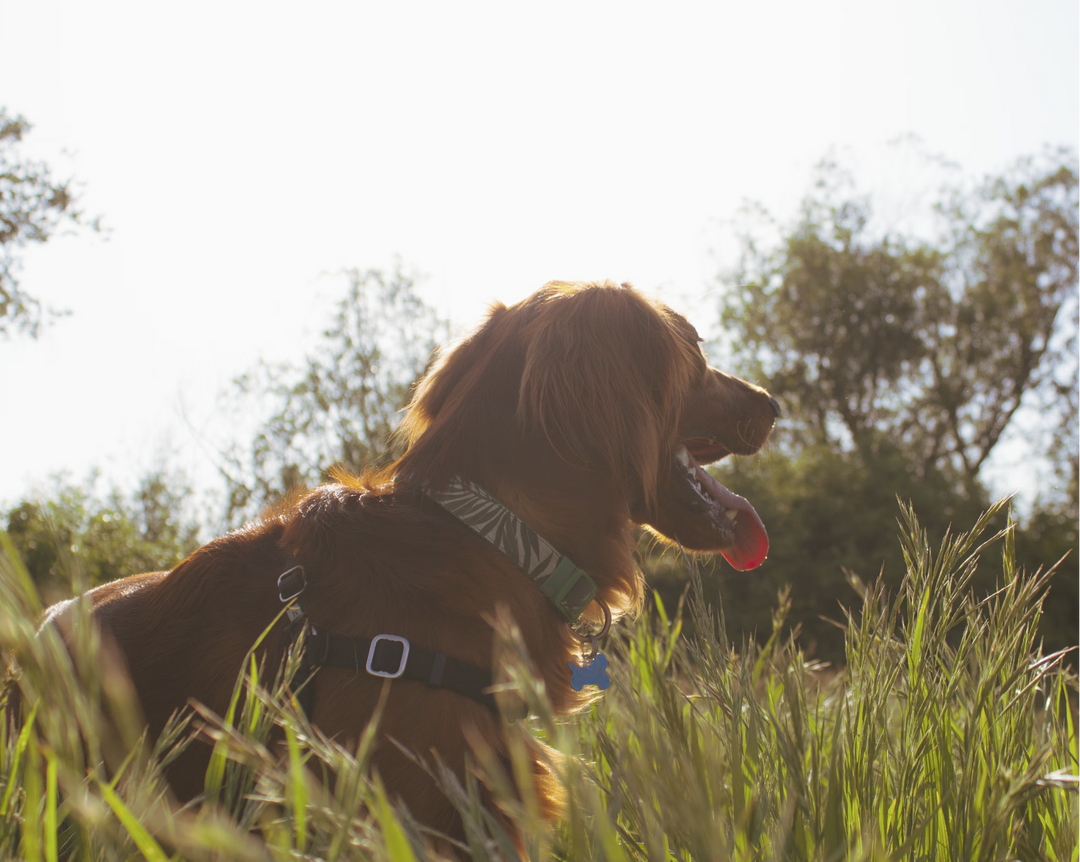 Fun Spring Games for Dogs
